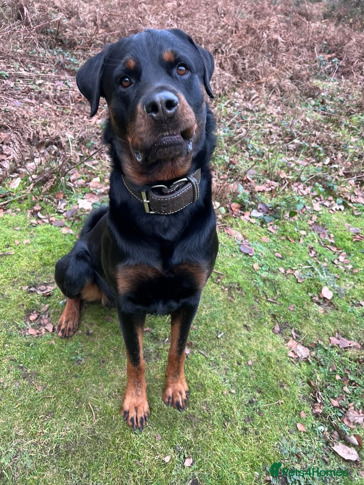 Mixed Breed dogs Cane Corso x Rottweiler Puppies – Ready 21 Nov - Advert 2