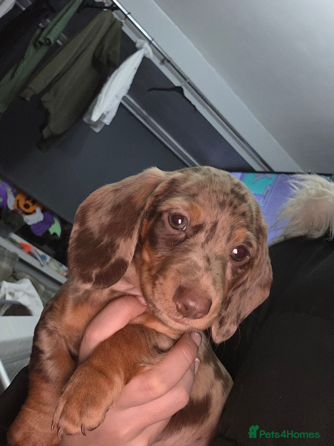 Miniature Dachshund dogs for sale: Miniature dachshund  - Image 4