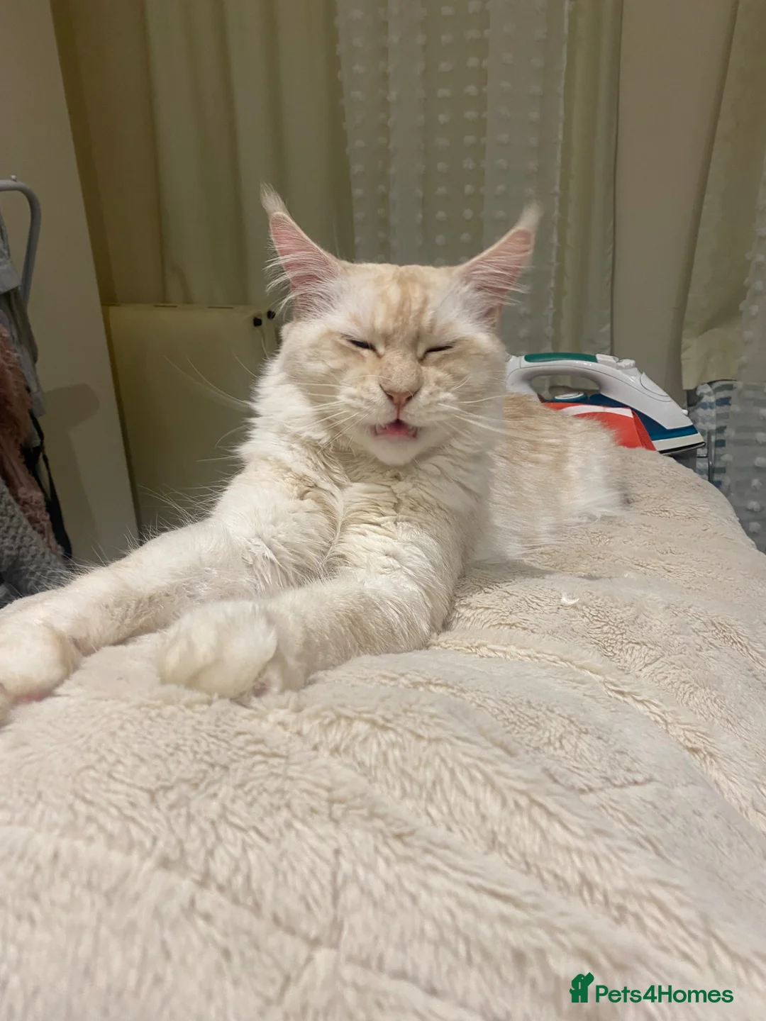 Maine Coon cats for stud: Pedigree Maine Coon Stud Available - Advert 2