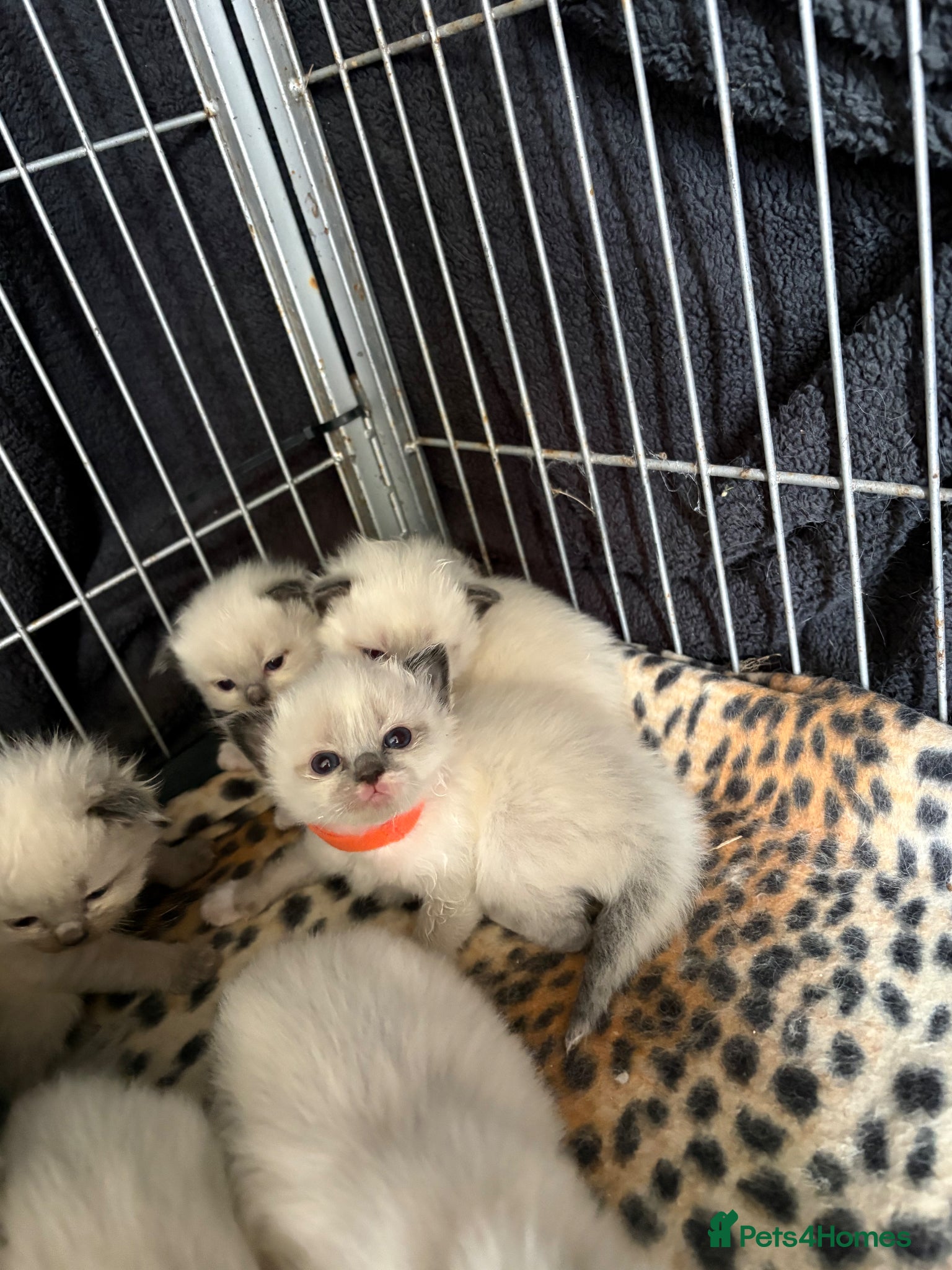 Ragdoll cats Ragdoll kitten  - Advert 19