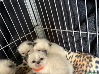 Ragdoll cats Ragdoll kitten - Advert 19