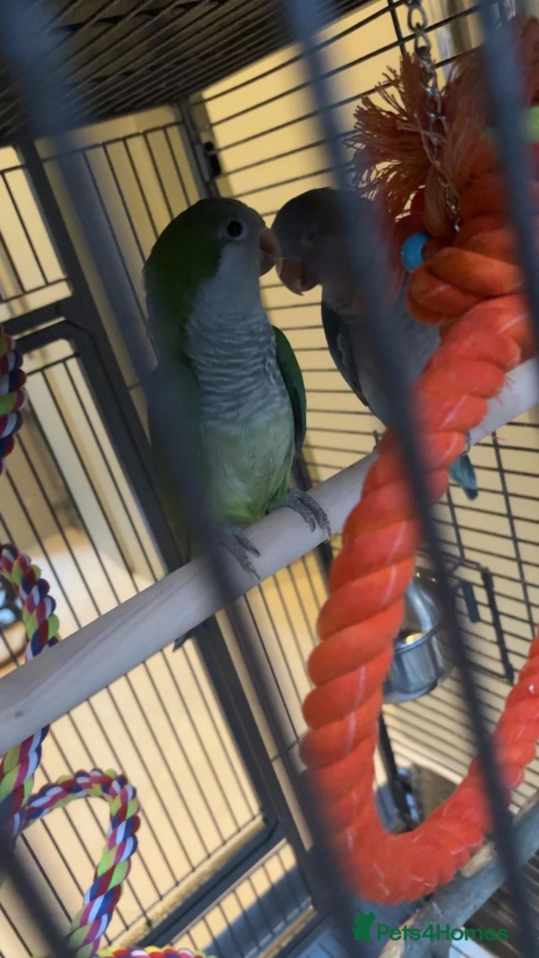 Parrots birds for sale: 2 x Quaker Parrots in Stoke-on-Trent - Advert 6