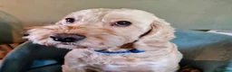 Cockapoo dogs for sale: Cockapoo male  - Advert 5