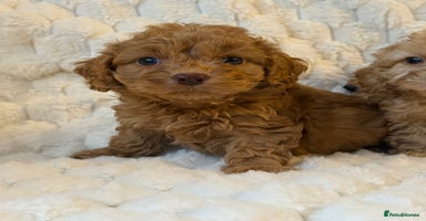 Cockapoo dogs - Advert 4