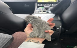 French Bulldog dogs for sale: Multicoloured Frenchies ⭐️ - Image 9