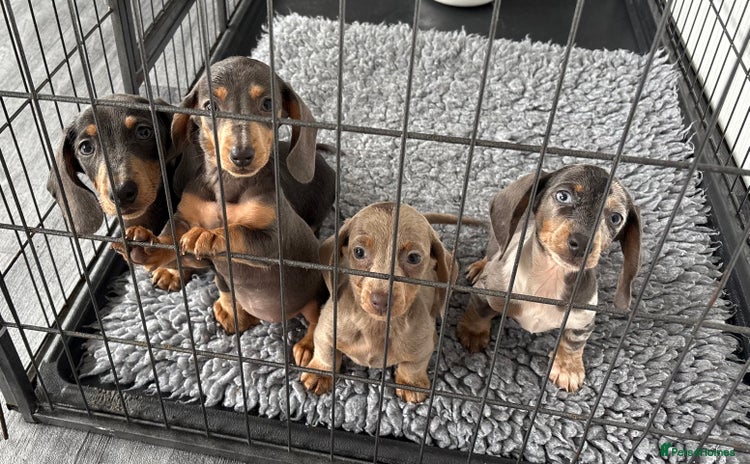 Miniature Dachshund dogs - Advert 8