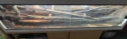 Lizard reptiles for sale: Australian water dragon  - Advert 8