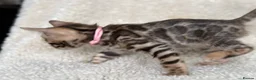 Bengal cats for sale: Bengal Kittens Looking for Loving Homes 🐾  - Advert 23