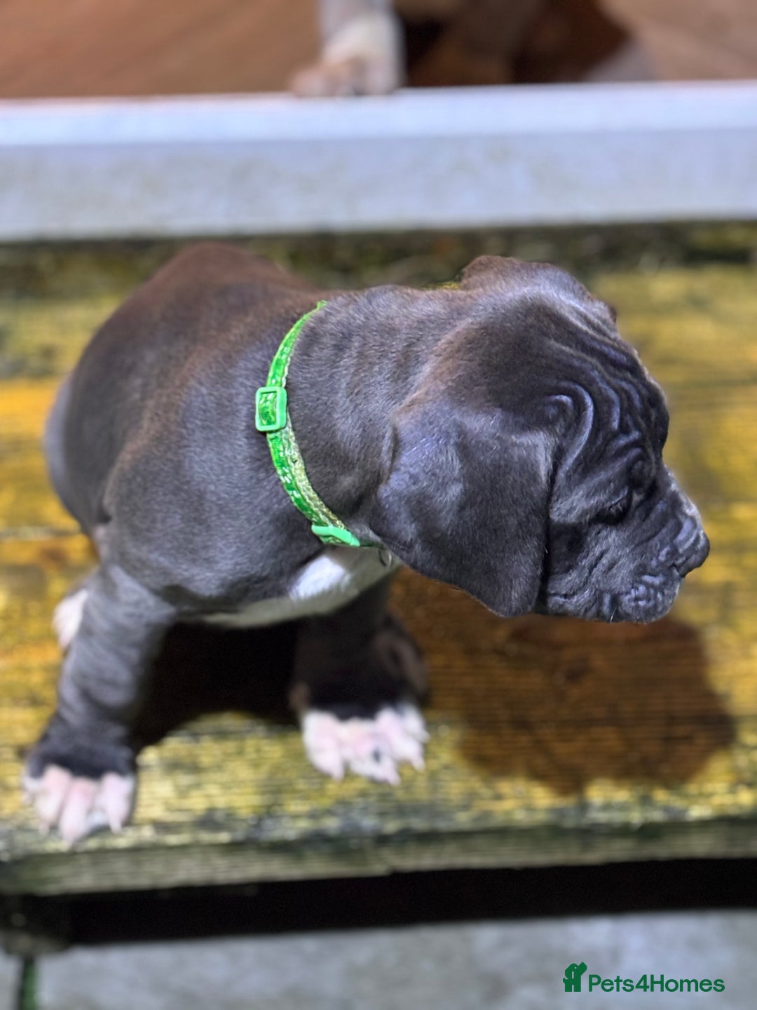 Neapolitan Mastiff dogs for sale: Mastiffs - Advert 6