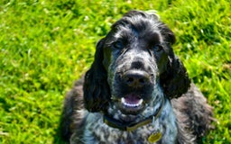 Cocker Spaniel dogs for sale: Beautiful litter of Show Cockers - 5 remaining - Image 26