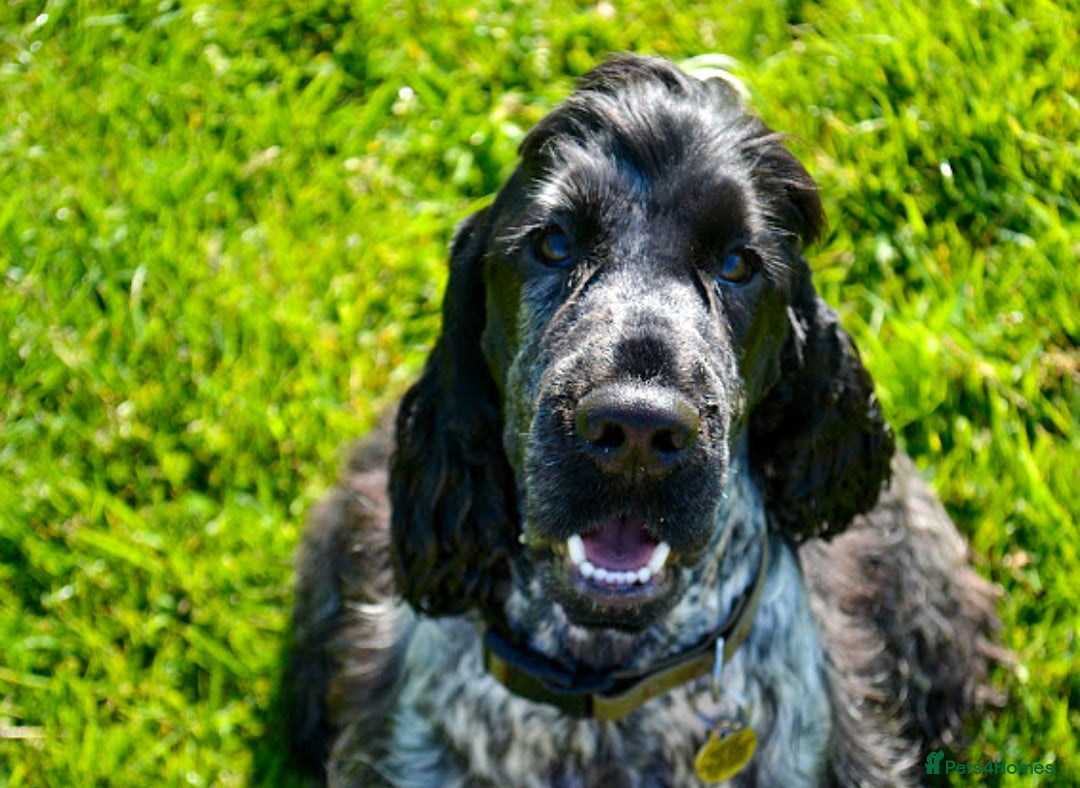Cocker Spaniel dogs for sale: Beautiful litter of Show Cockers - 5 remaining - Image 26