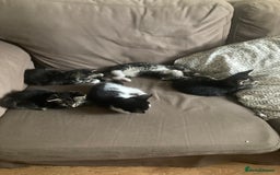 Mixed Breed cats for sale: 5 kittens  - Image 1