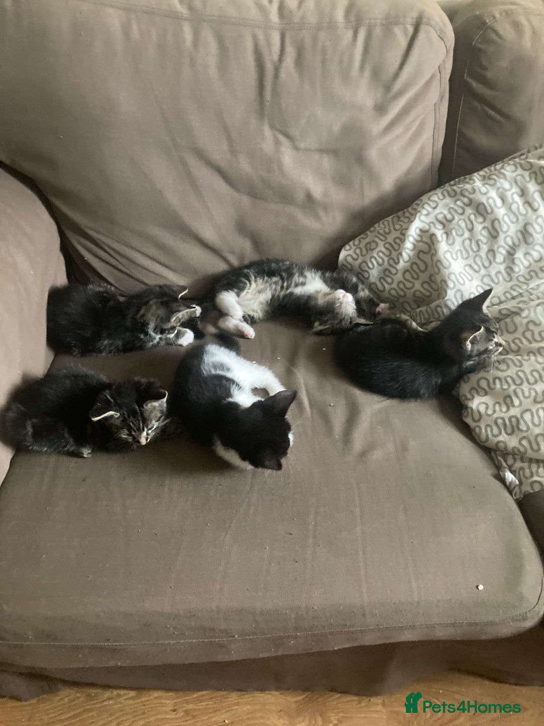 Mixed Breed cats for sale: 5 kittens  - Image 1
