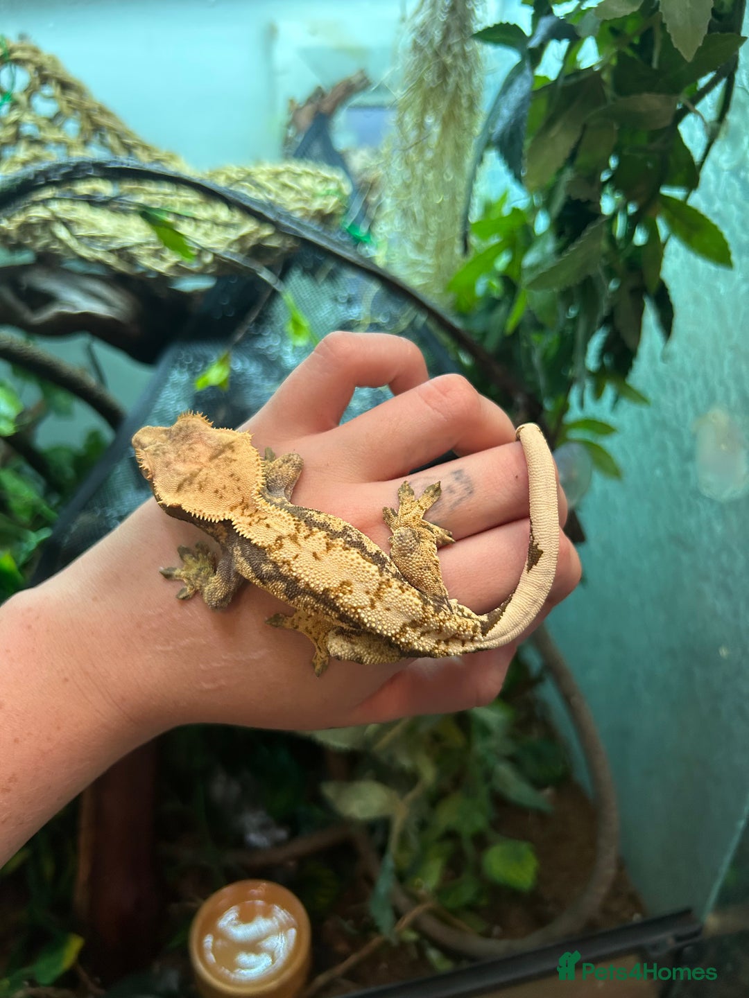 Gecko reptiles for sale: Crested gecko with full vivarium  - Image 4