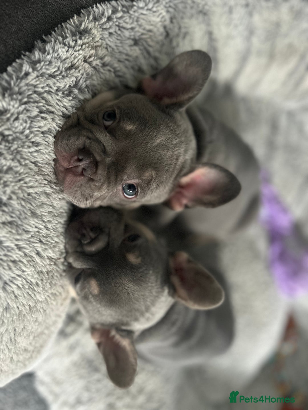 French Bulldog dogs for sale: *READY TO LEAVE* stunning lilac/tan girl frenchie - Image 22