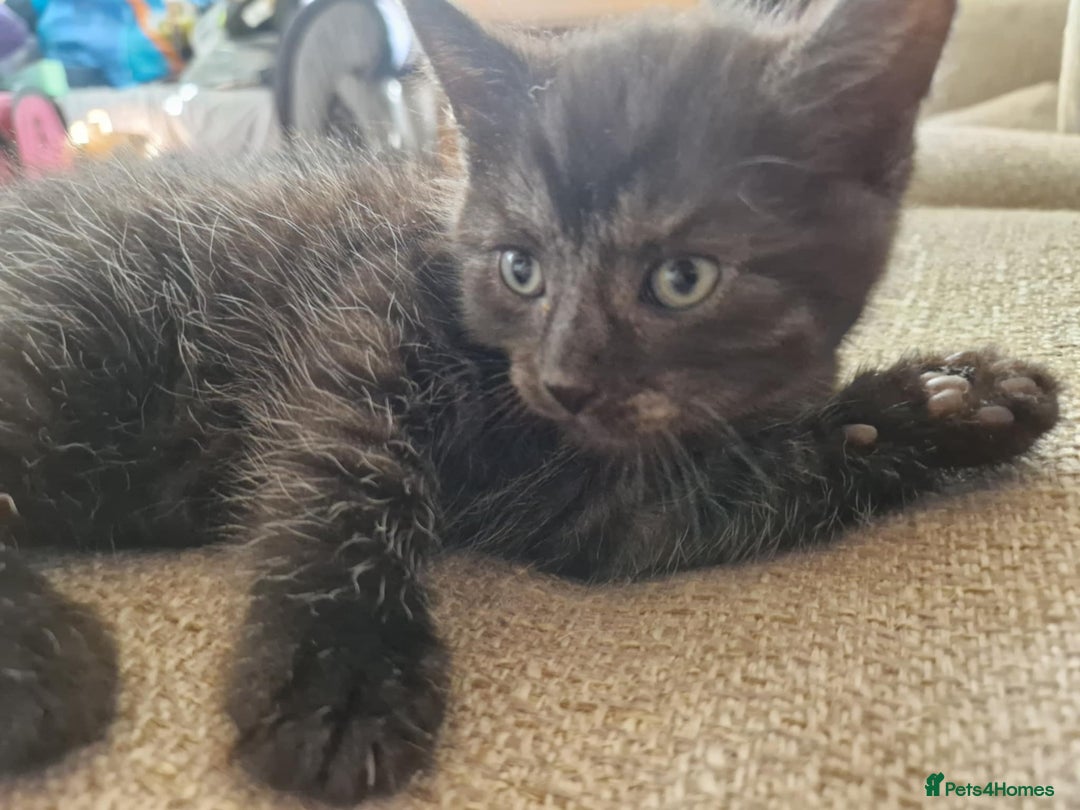 British Shorthair cats for sale: British shorthaired mixed with Ragdoll kitten - Image 3