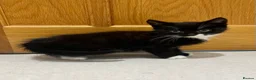 Mixed Breed cats for sale: 😍 3 Adorable Black & Tuxedo Kittens 🐈‍⬛💕 - Advert 12