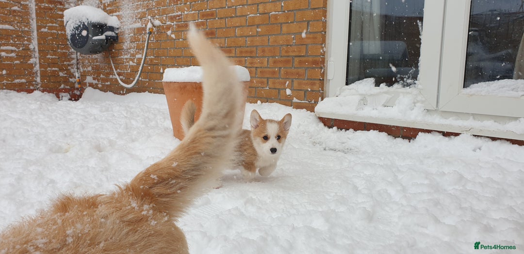 Welsh Corgi Pembroke dogs for sale: Exceptional Corgi Puppies ready now!!! - Advert 9