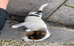 Jack Russell dogs for sale: Jack Russell pups - Image 8