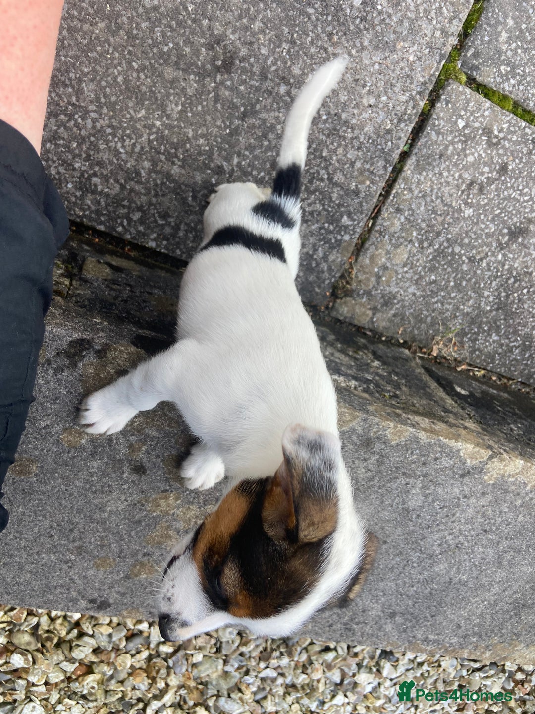 Jack Russell dogs for sale: Jack Russell pups - Image 8