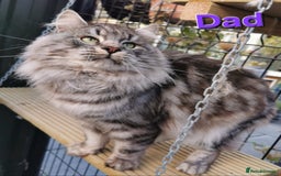 Siberian cats for sale: Siberian kittens GCCF registered, champion lines - Image 15