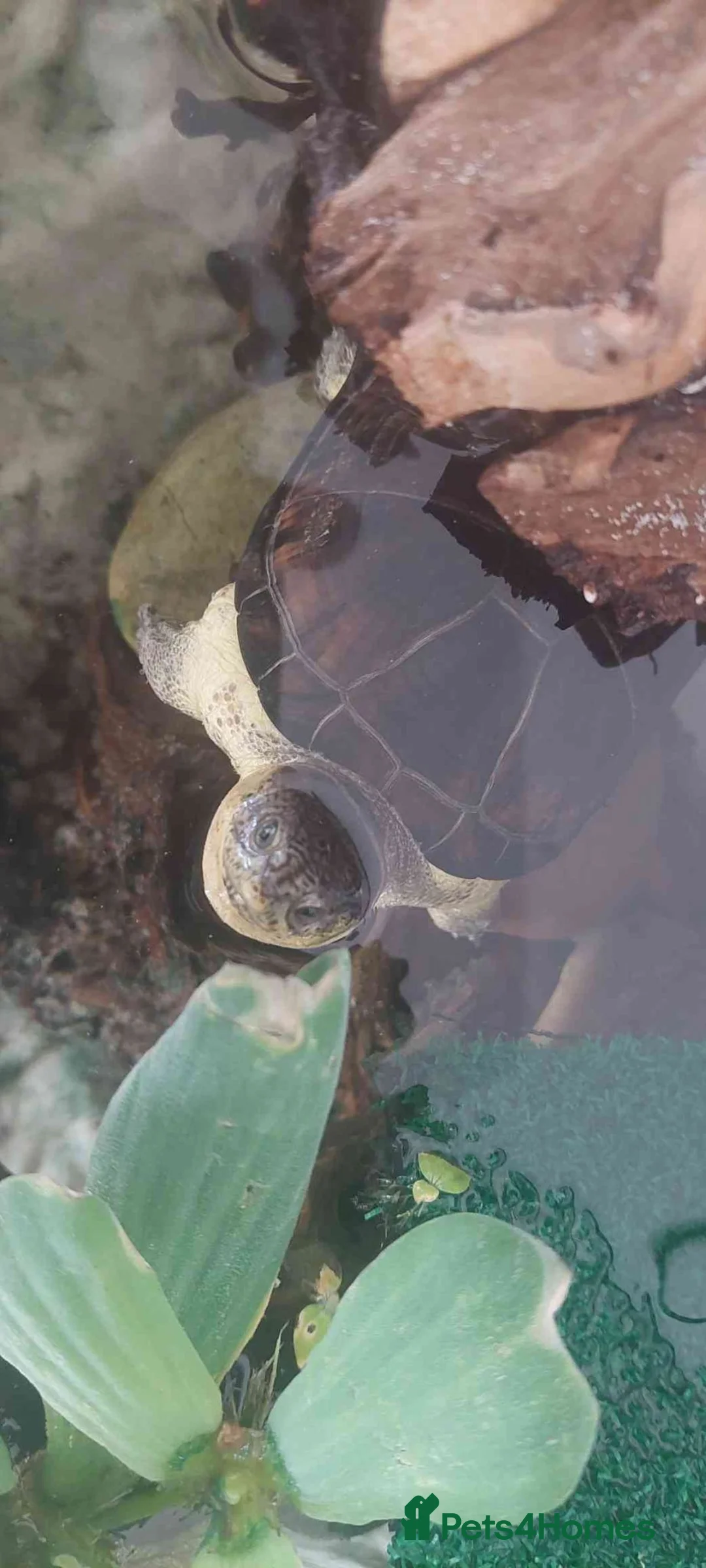 Turtle reptiles for sale: Rare Pelusios Nanus - African Dwarf Mud Turtle - Advert 2