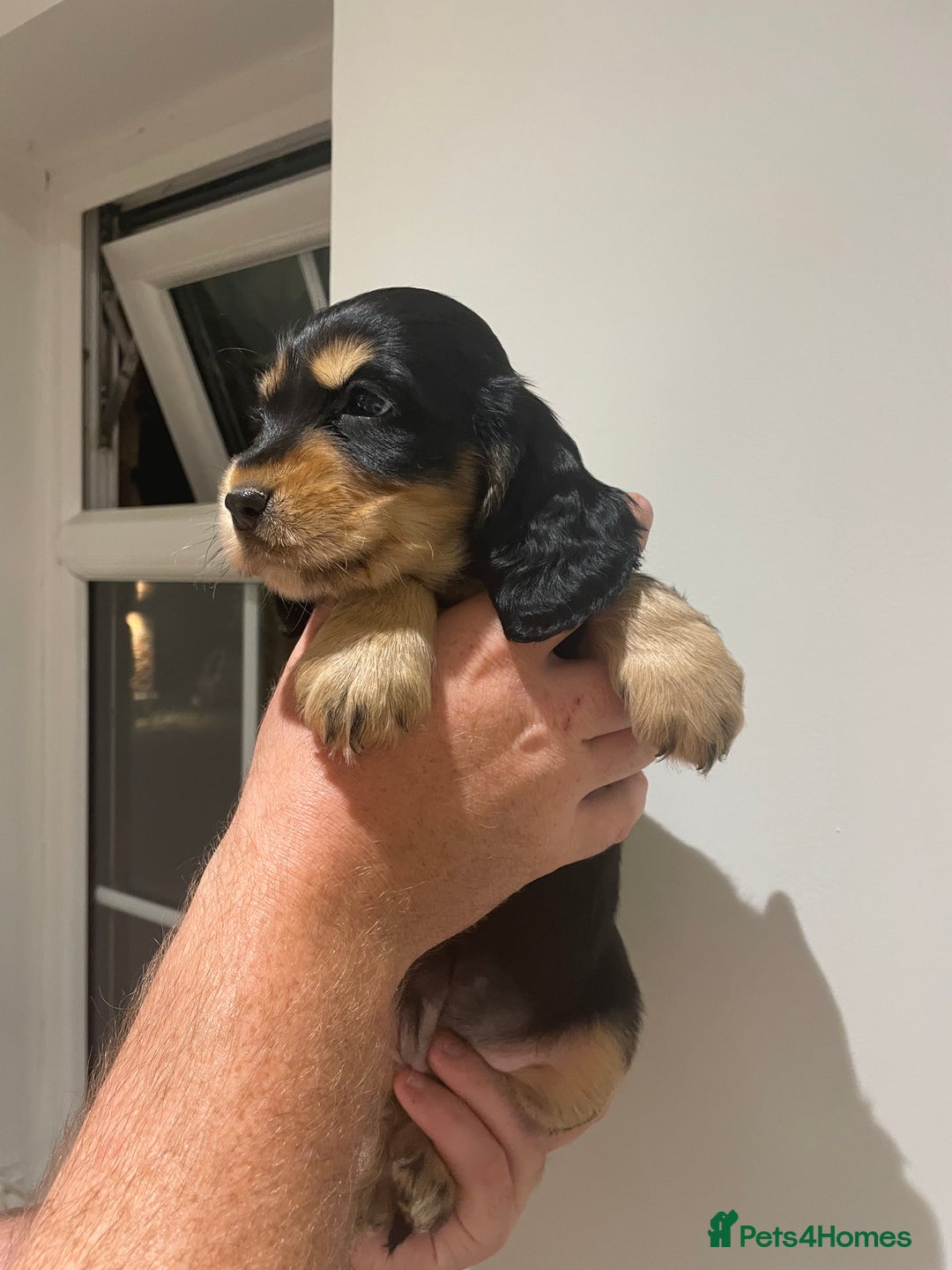 Cocker Spaniel dogs for sale: 6 gorgeous cocker spaniel puppies  - Image 22