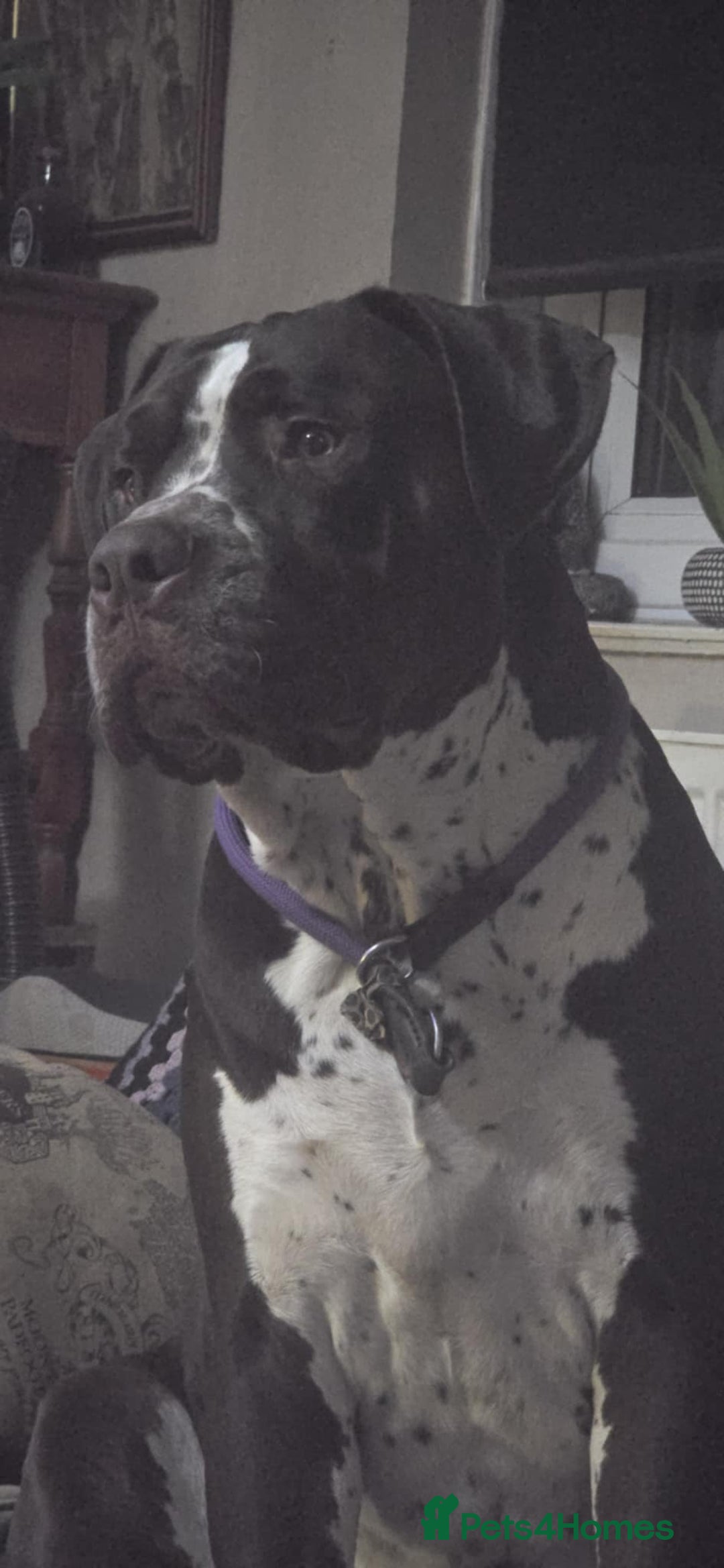 Mixed Breed dogs for sale: Moose and Zero Brothers  - Advert 4