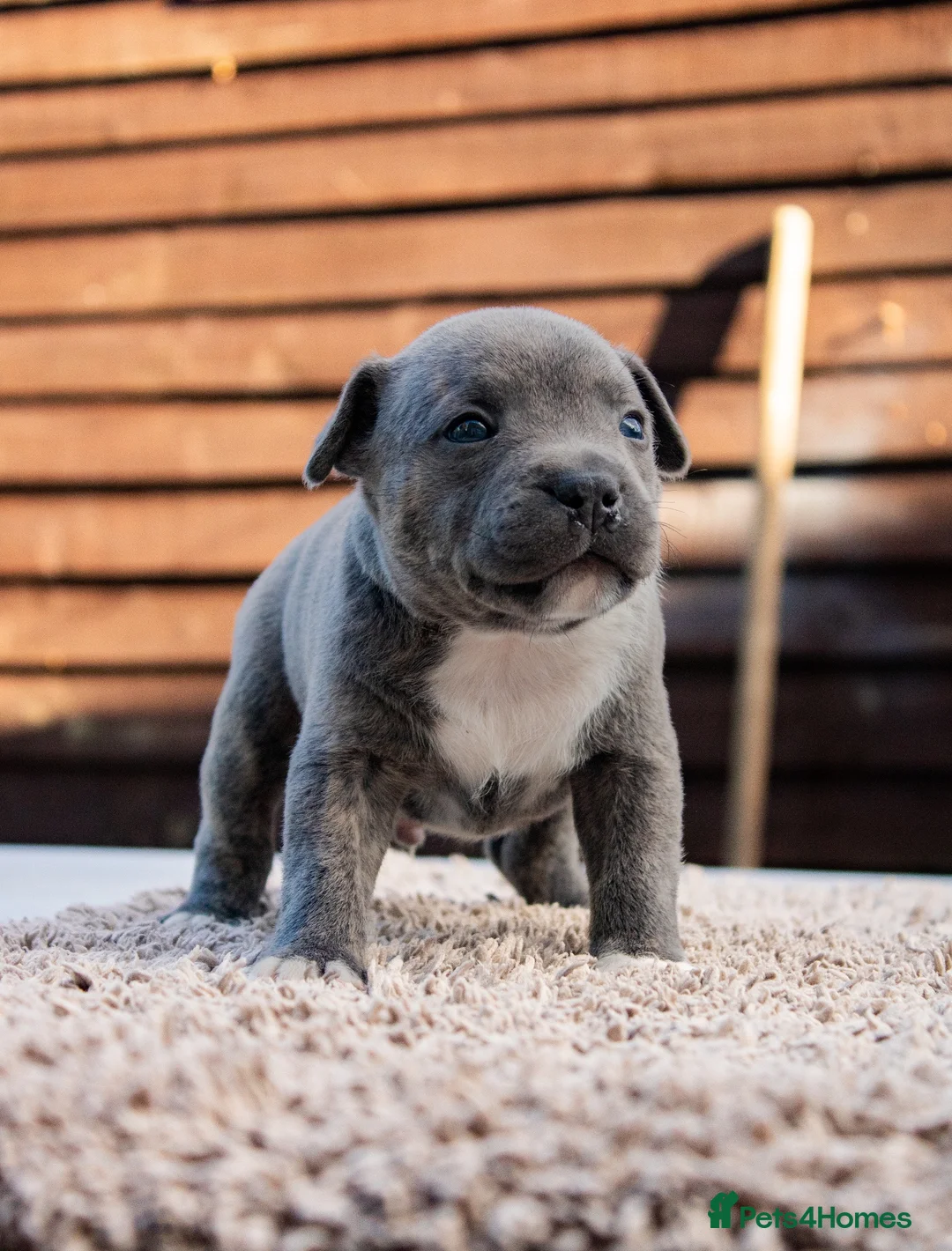 Staffordshire Bull Terrier dogs for sale: Amazing Staffordshire bull terrier litter!  in Welwyn Garden City - Advert 1
