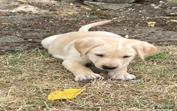 Labrador Retriever dogs for sale: Gorgeous Labrador puppies for sale - Image 33