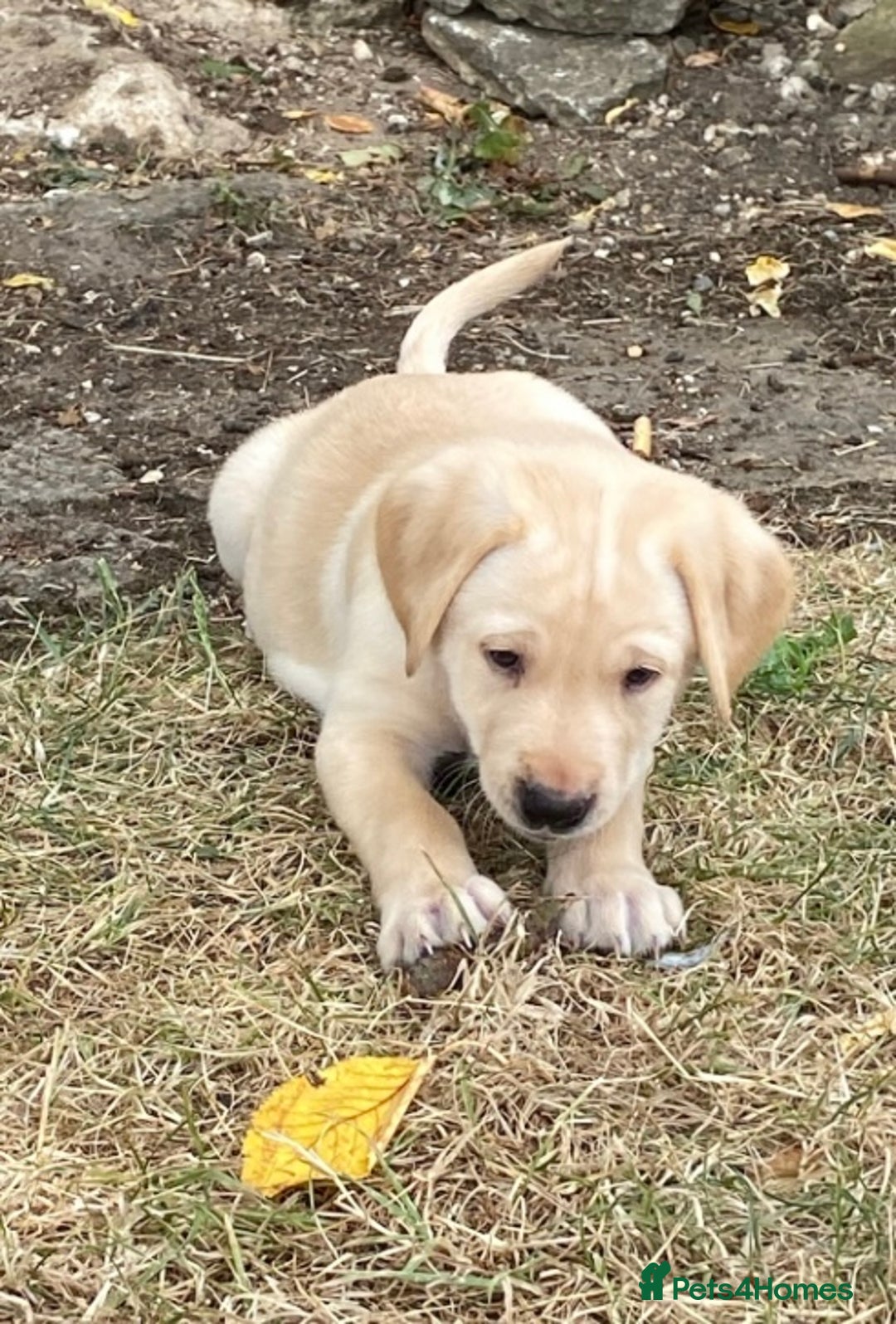 Labrador Retriever dogs for sale: Gorgeous Labrador puppies for sale - Image 33