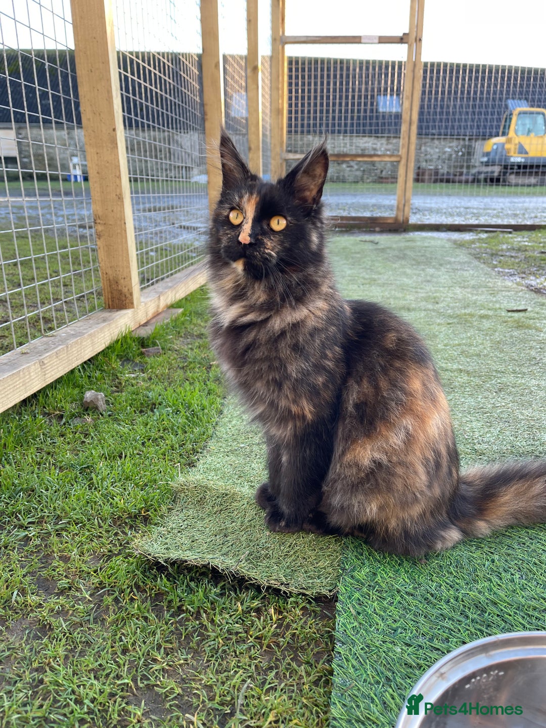 Maine Coon cats for sale: Top pedigree MaineCoon sisters  - Advert 29