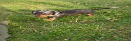 Miniature Dachshund dogs for sale: Miniature dachshund  - Advert 15