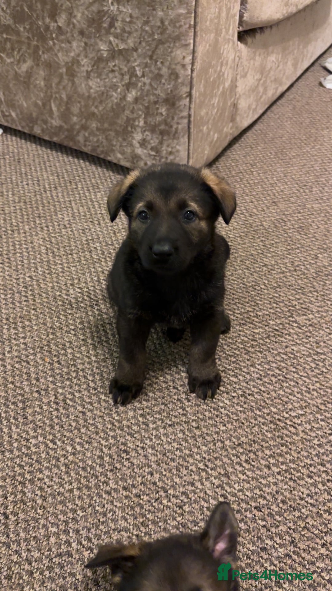 German Shepherd dogs for sale: 1 beautiful female German shepher kc reg working - Advert 25