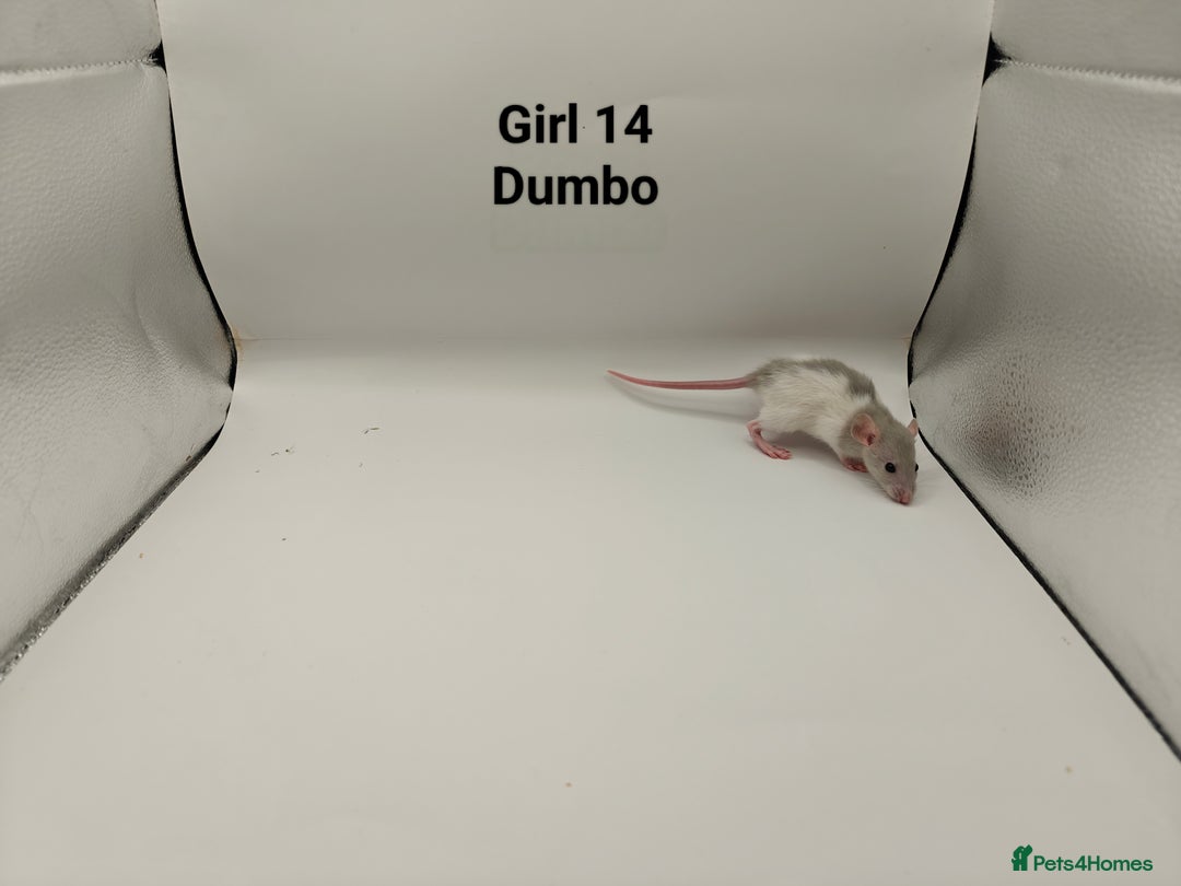 Rat rodents for sale: JAN: 27 Rats (21 Rats: 10 Boys & 11 Girls Left) - Advert 28