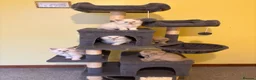 Ragdoll cats for sale: RARE CINNAMON CARRYING RAGDOLL KITTENS AVAILABLE  - Advert 28