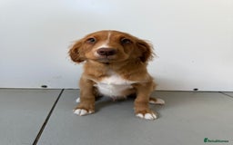 Nova Scotia Duck Tolling Retriever dogs for sale: KC REG Nova Scotia Boy - Image 3