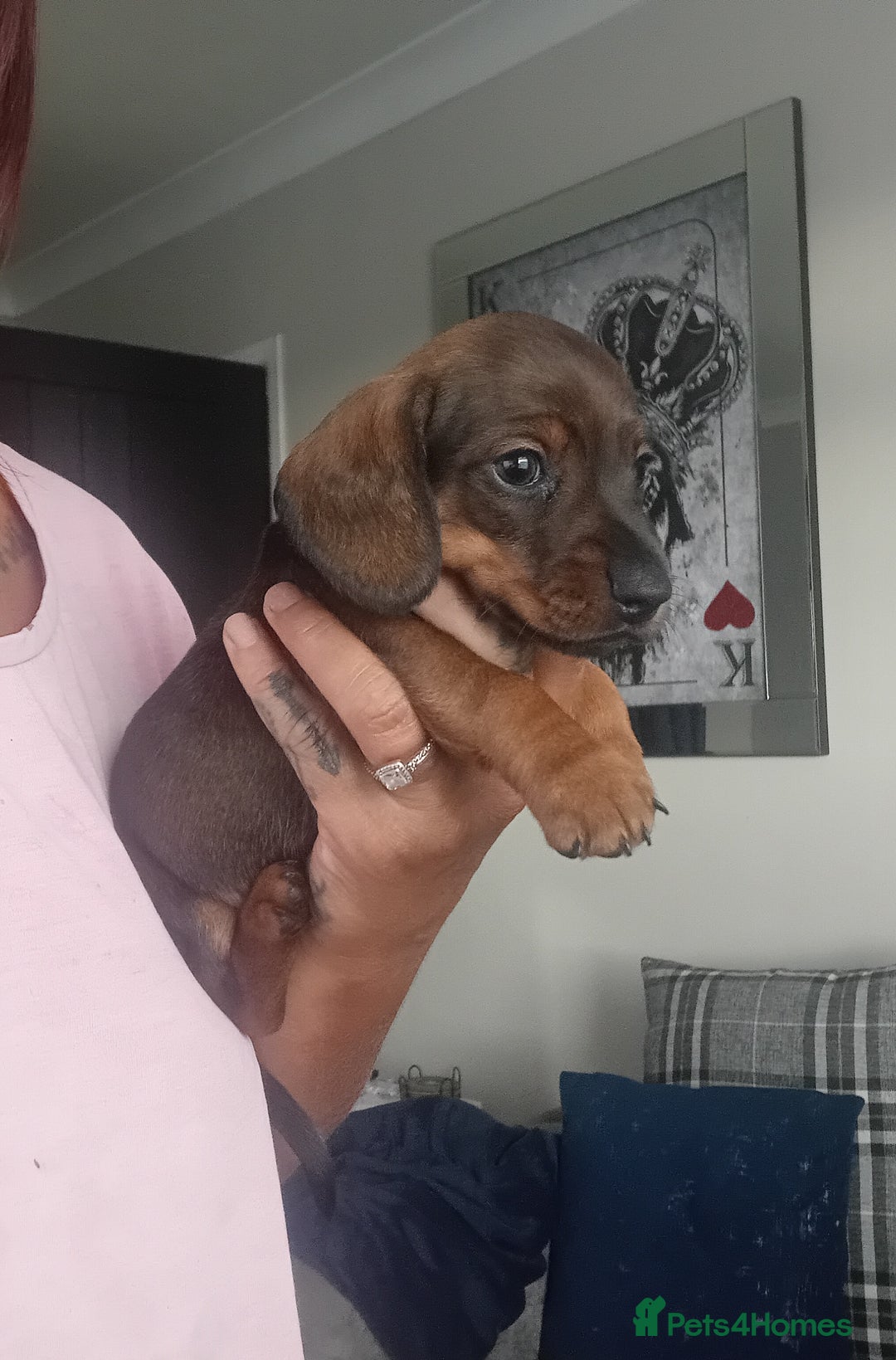 Miniature Dachshund dogs for sale: Our pick of the litter needs her forever 🏡 - Advert 7