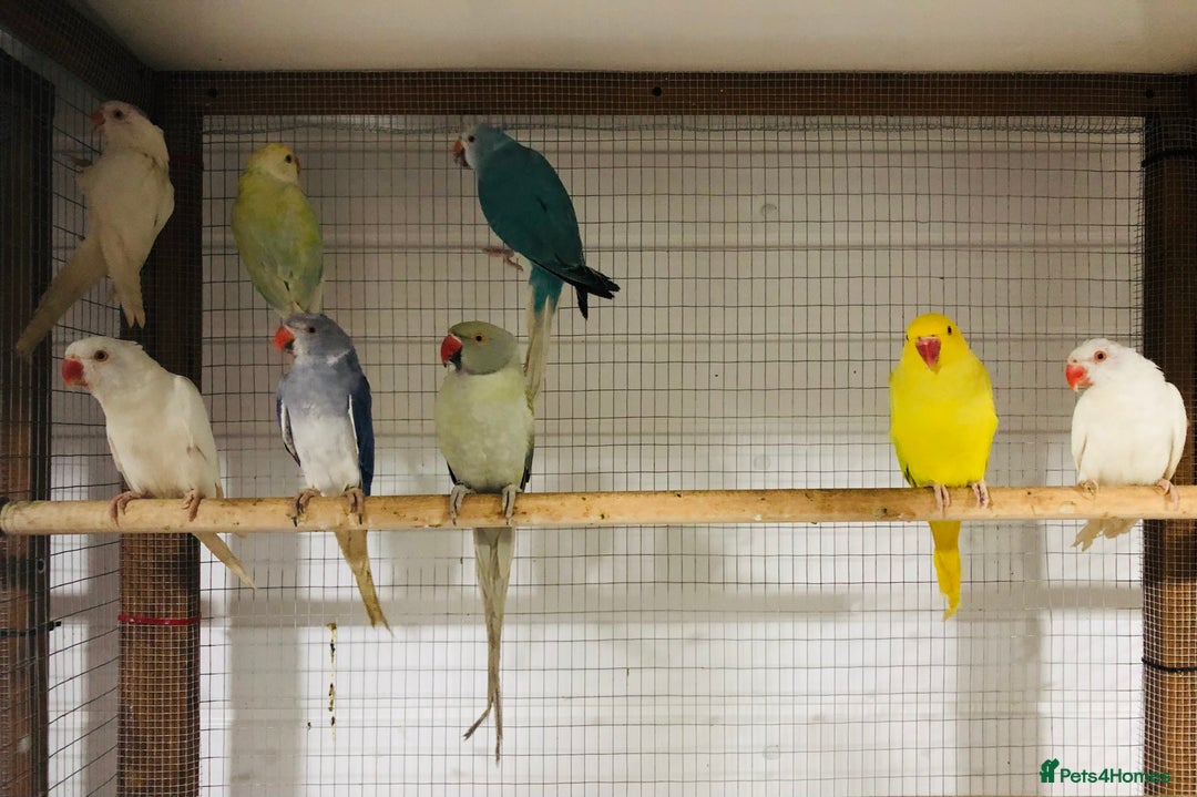 Ringnecks birds for sale: Beautiful coloured ringneck parrots for sale. - Image 12