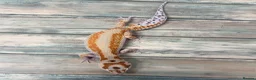 Leopard Gecko reptiles for sale: Last few proven breeders and some juniviles cb26 - Advert 1