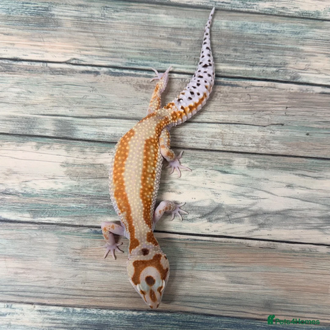 Leopard Gecko reptiles for sale: Last few proven breeders and some juniviles cb26 - Advert 1
