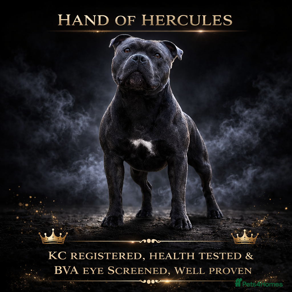 Staffordshire Bull Terrier dogs 🇬🇧 OX BULLZ! HERCULES, BLUE HEALTH TESTED STUD - Advert 1