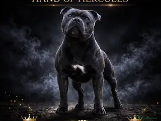 Staffordshire Bull Terrier dogs 🇬🇧 OX BULLZ! HERCULES, BLUE HEALTH TESTED STUD - Advert 1