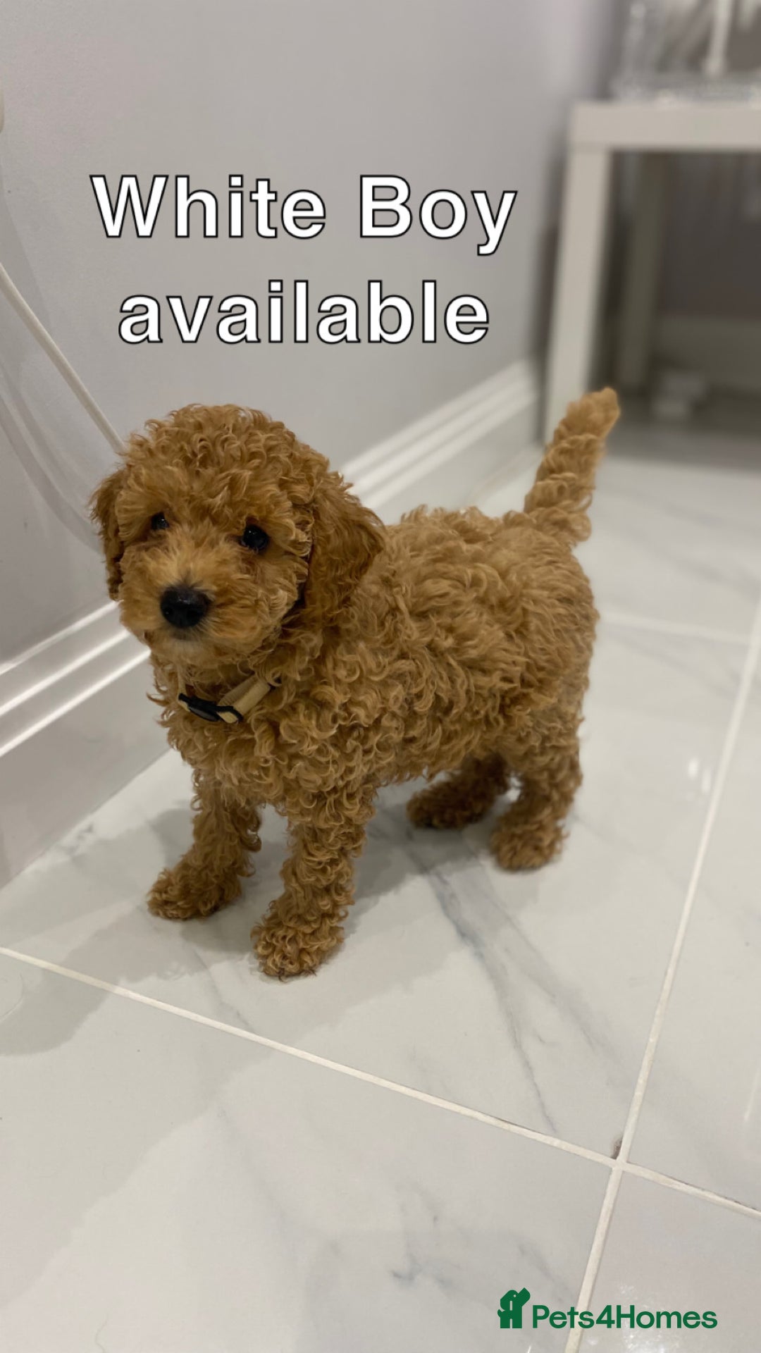 Labradoodle dogs for sale: Multi- Generation Toy/Mini parti Labradoodles   - Advert 40