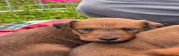 Irish Terrier dogs for sale: KC Registered Irish Terrier puppies - Advert 3