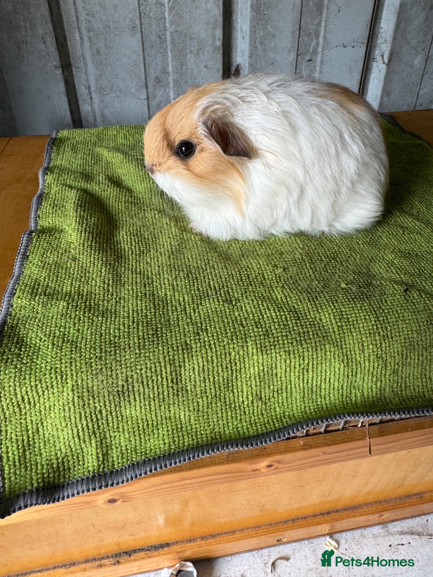Guinea Pig rodents Bonded brothers  - Advert 1