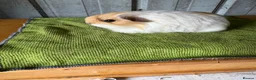 Guinea Pig rodents for sale: Bonded brothers  - Advert 1