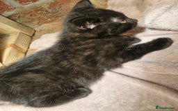 Mixed Breed cats for sale: Kittens for sale  - Image 7