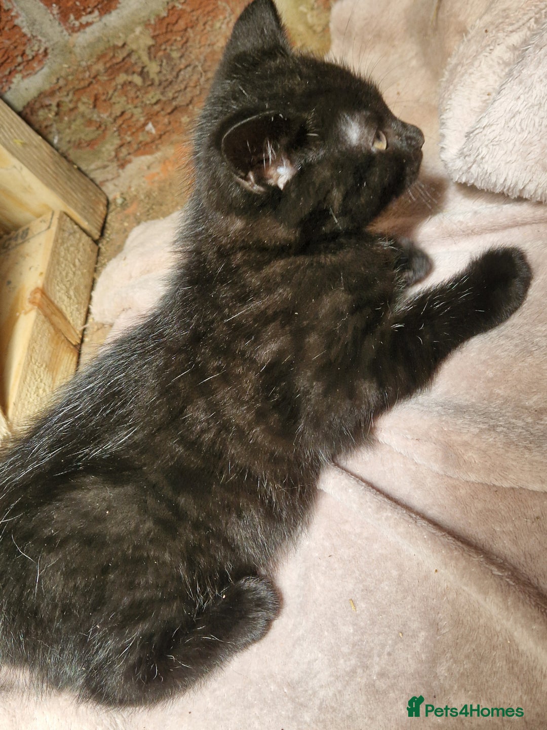 Mixed Breed cats for sale: Kittens for sale  - Image 7
