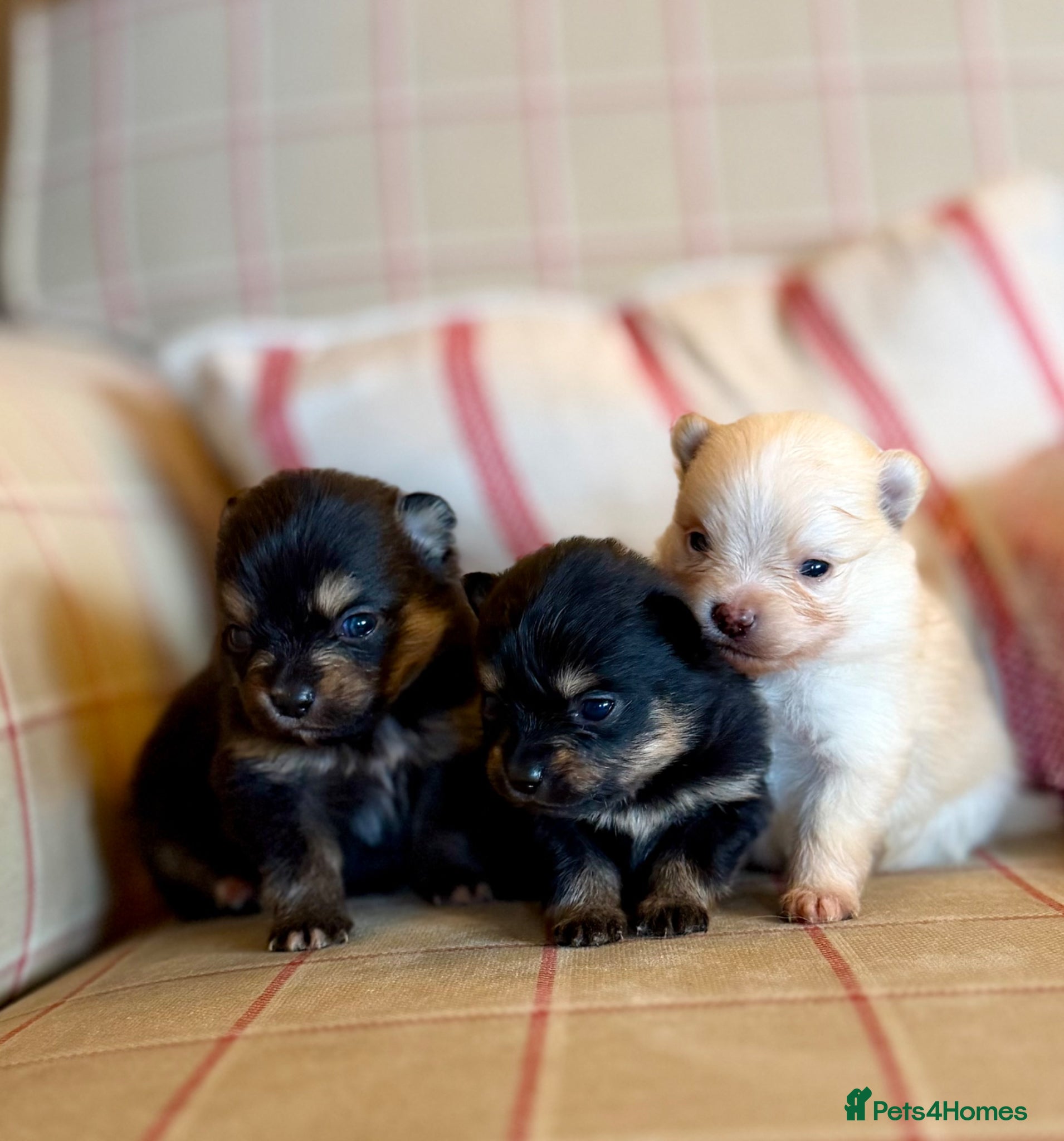 Pomeranian dogs for sale: Tiny teddy bear poms!  - Advert 4